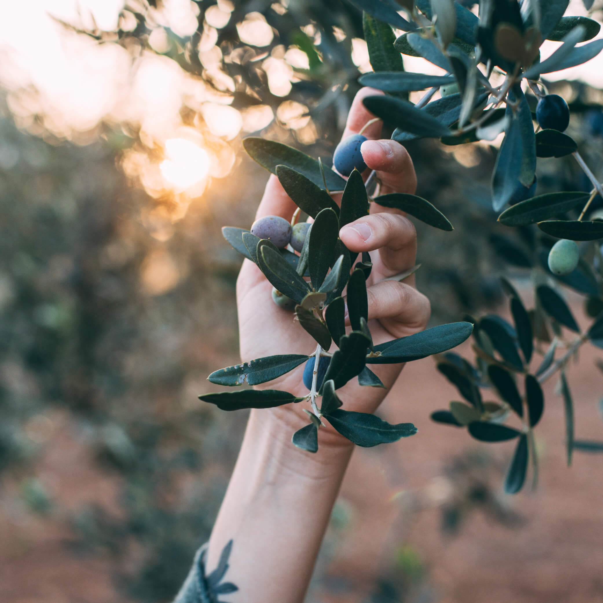 Enologia e raccolta olive