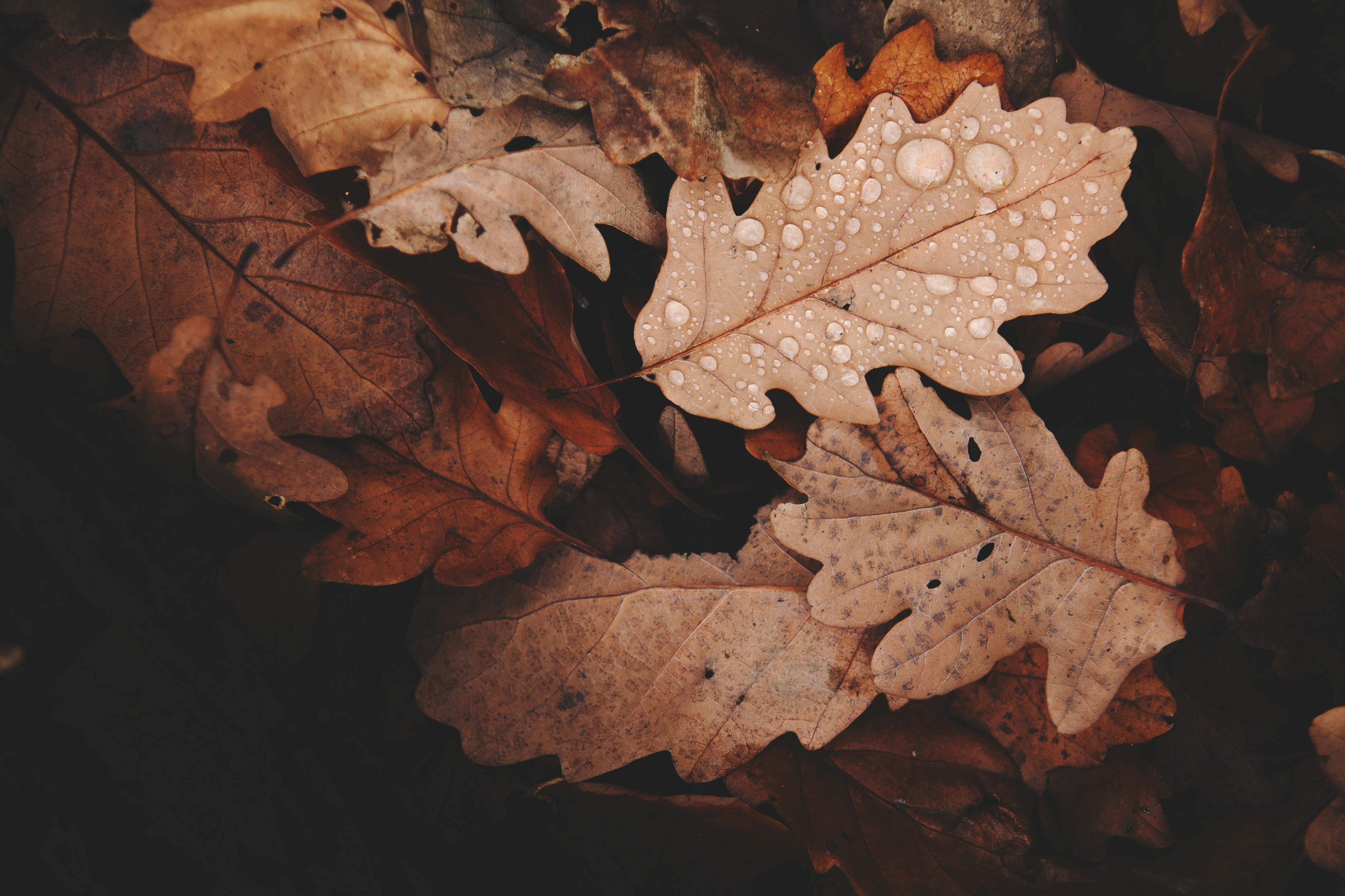 Offerte d'autunno