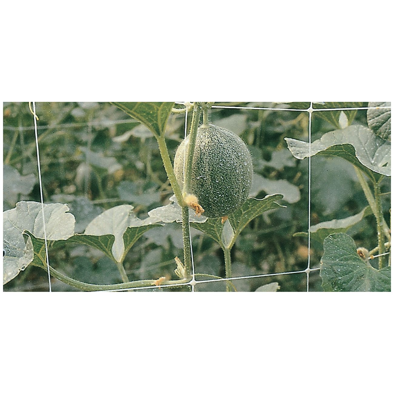 12080307