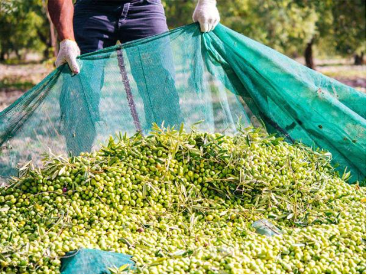 Dettaglio dell'angolo del telo olive con bordo rinforzato e occhiello in metallo.
