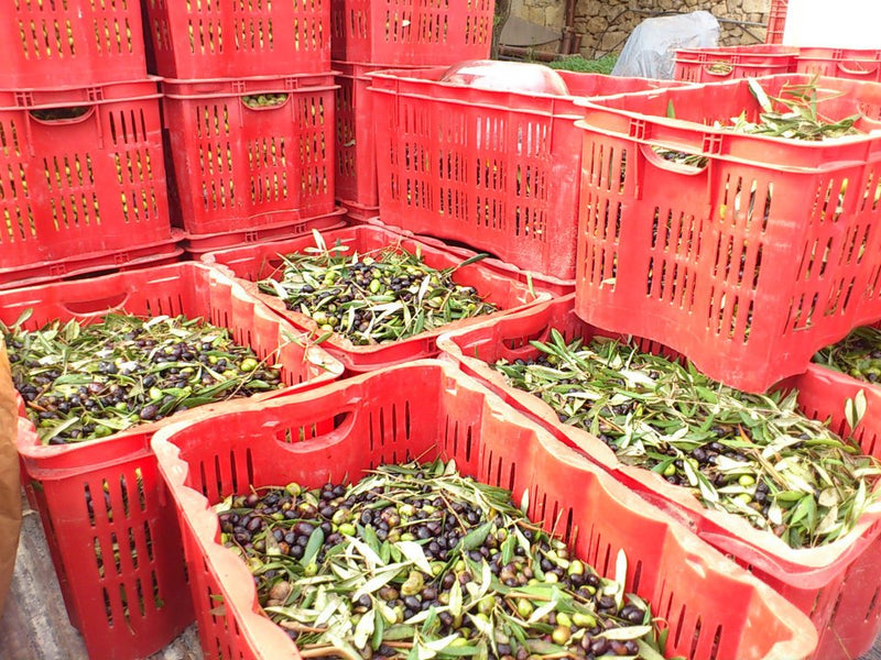 Cesta Raccolta Olive Forata Impilabile - Lt.40 - 56x35x31h