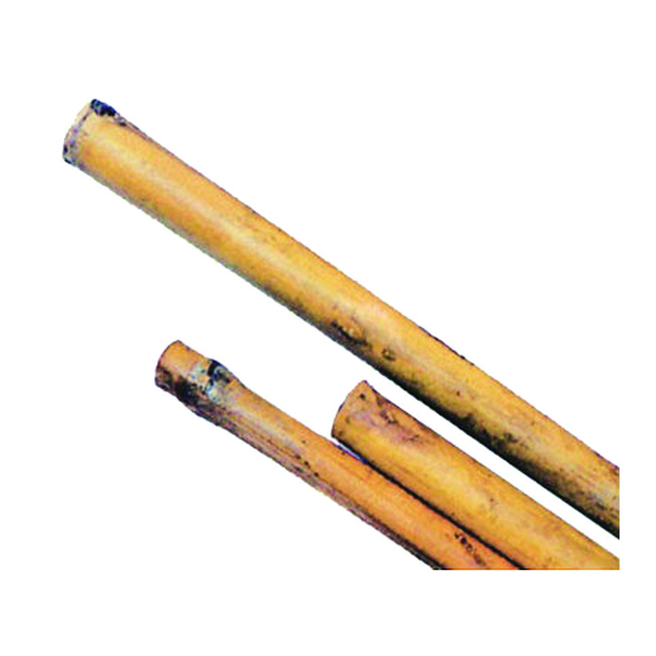 Canna Bamboo - mm.20/22 h.150 - 50 pz